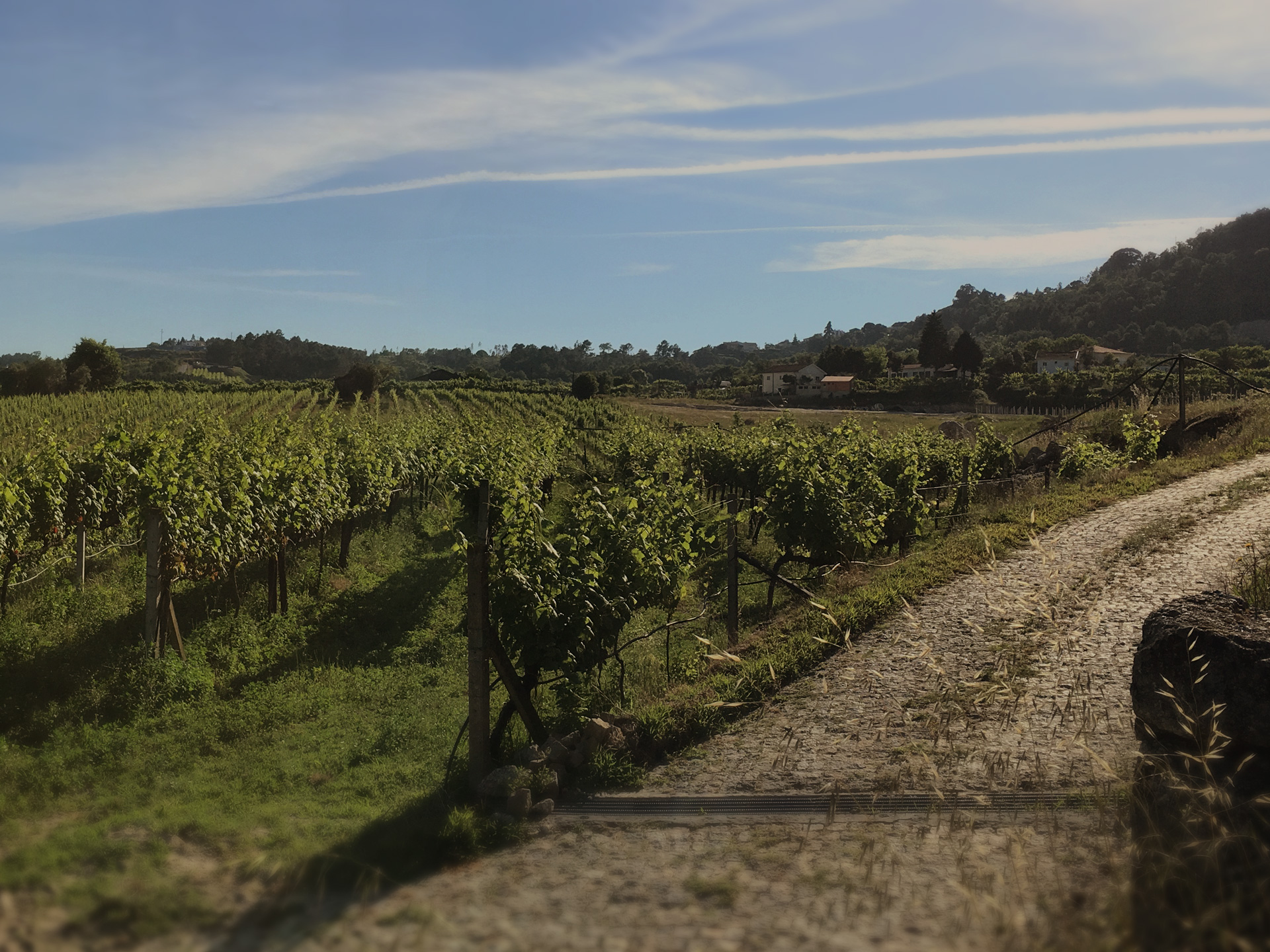 Adega da Quinta da Ribeira